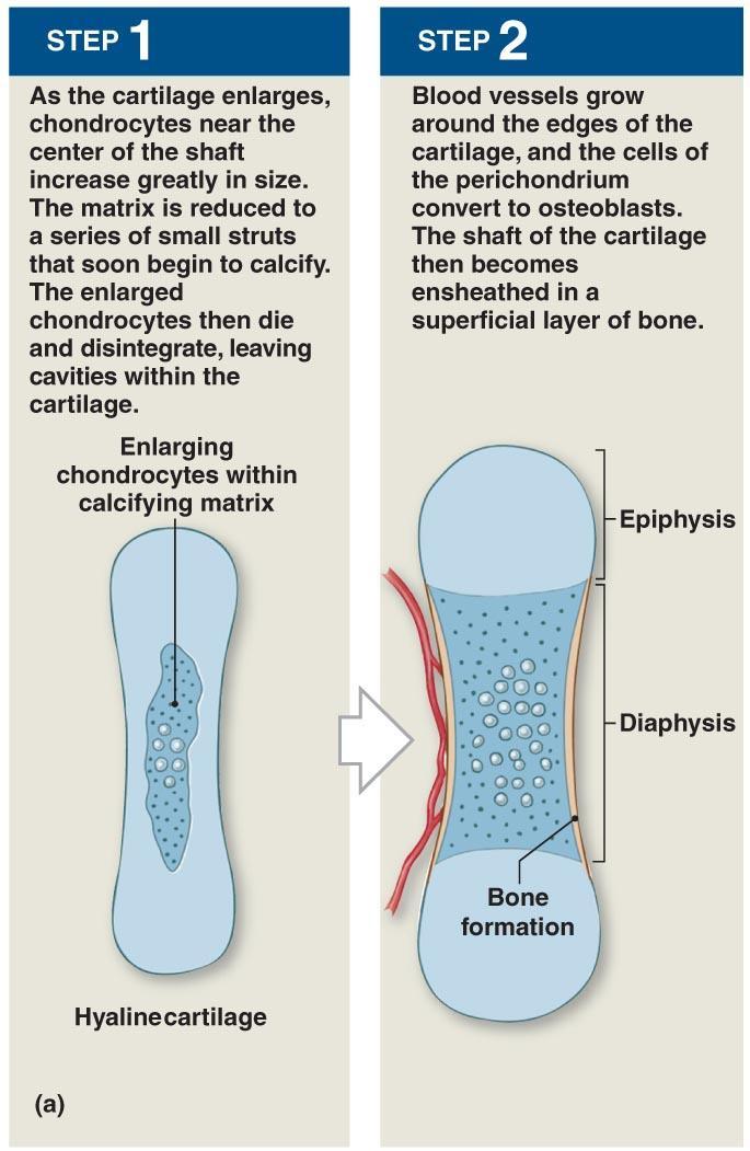 Bone Formation and Growth