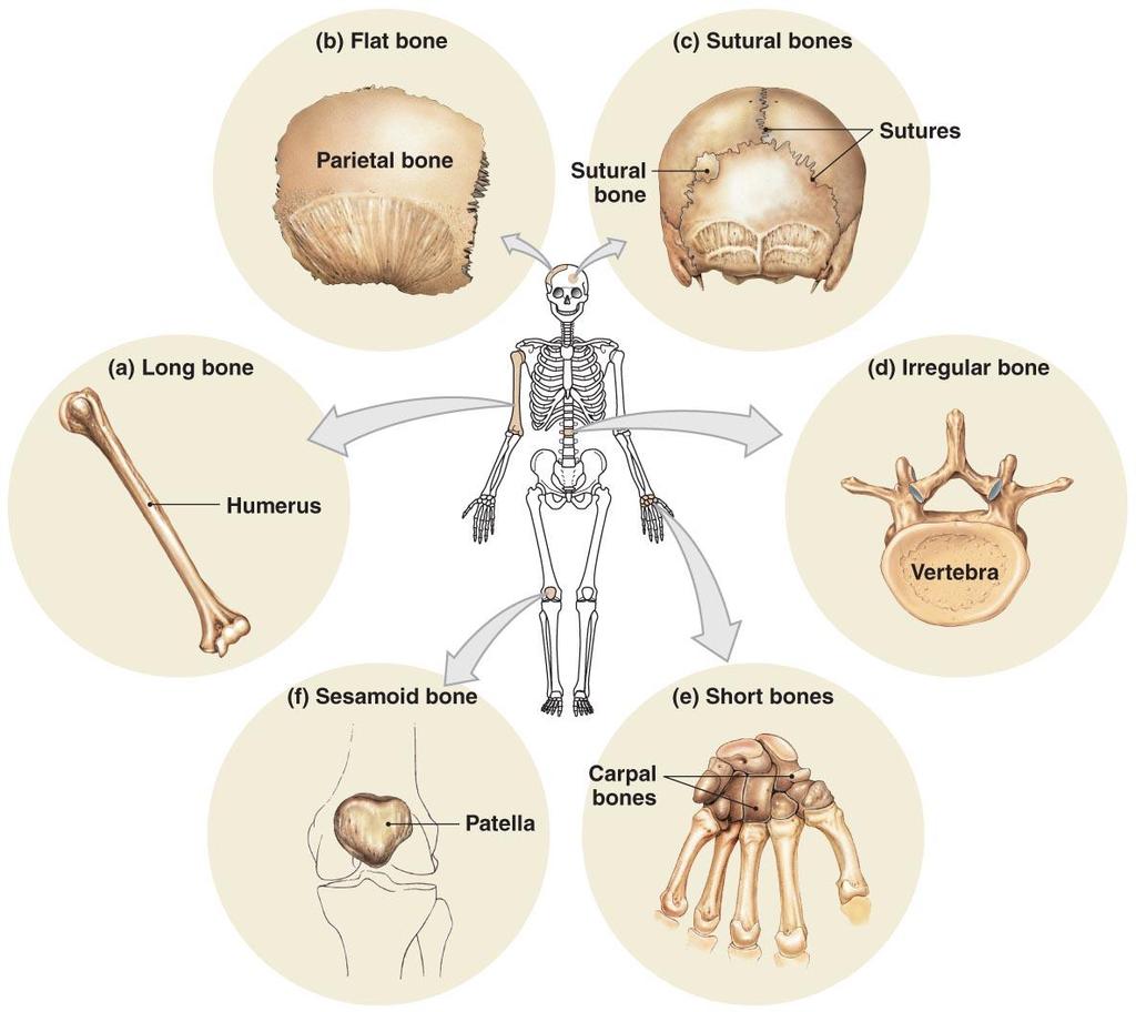 Classification of Bones Figure 6 1
