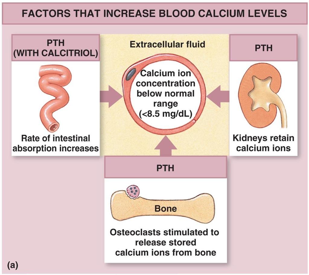 Calcium Homeostasis Figure 6 16a Factors That