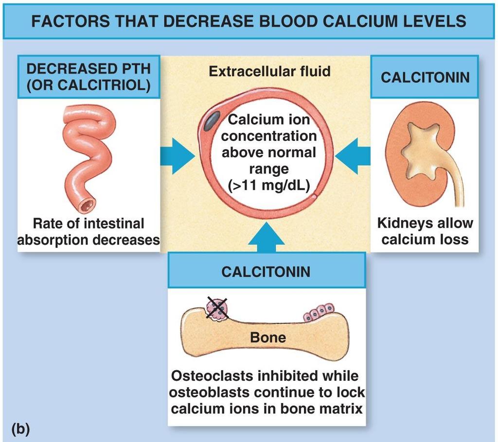 Calcium Homeostasis Figure 6 16b Factors That