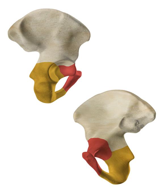 ABDOMEN & PELVIS PELVIC GIRDLE posterior LATERAL VIEW RIGHT HIP BONE anterior Posterior superior iliac spine iliac crest Anterior superior iliac spine Posterior inferior iliac spine Anterior inferior