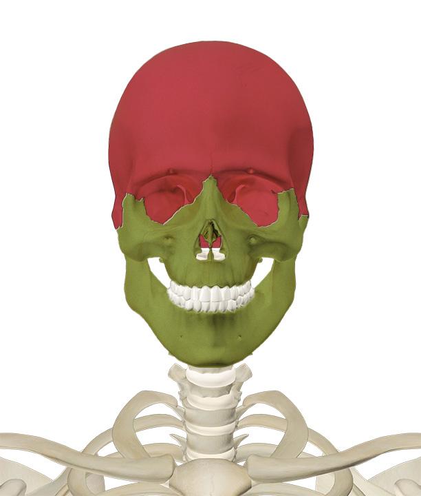 HEAD & NECK ANTERIOR VIEW REGIONAL VIEW Cranium Skull Facial