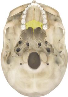 Occipital bone Palatine bone Formen lacerum Sella turcica Internal acoustic meatus Jugular foramen Hypoglossal