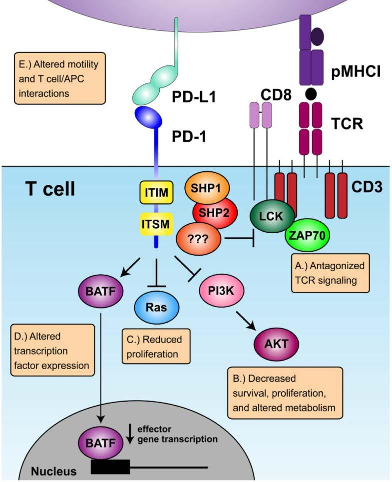 Role of PD-1 Signaling in T Cell Exhaustion Several proposed mechanisms by which PD1 expression suppresses T- cell function Antigen-Bearing Cell (APC Tumor Cell) A.