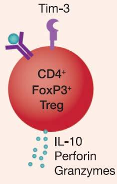 T cells and promotes survival and suppressive activity TIM-3 is expressed on tumor associated dendritic cells and may
