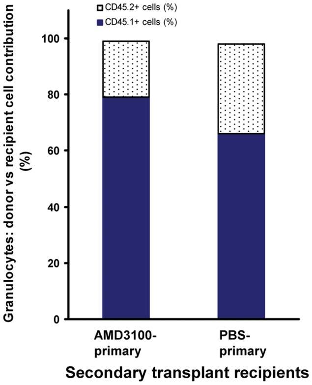 Figure 7. Post transplant administration of AMD3100 maintains HSC s long-term repopulating capacity. Bone marrow cells from transplanted C57BL/6 CD45.2 Thy1.2 recipient mice (i.e., primary transplant recipients) were harvested at day +65, and injected intravenously into lethally irradiated C57BL/6 CD45.