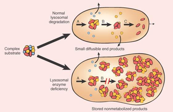 Lysosomal Storage Diseases (LSDs) *Newborn screening *Biomarker evaluation MBBS medicine