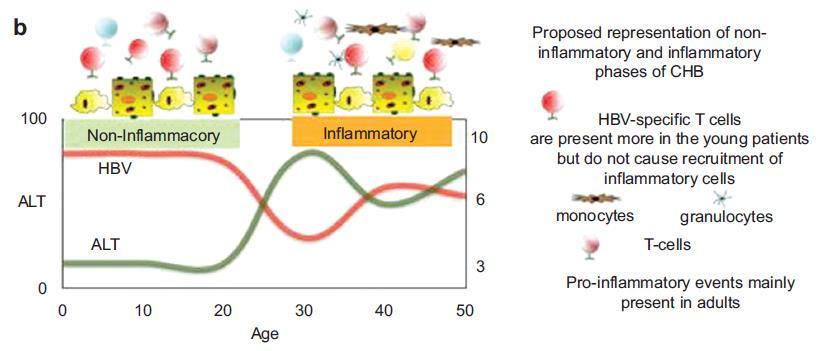 New Concept of Immune Tolerance Phase Inflammatory vs.