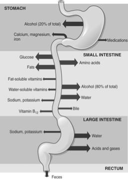 from deactivation 19 20 Small Intestine Small Intestine Coiled tube bound at both ends by sphincters - Pyloric sphincter: Where digestive materials enter small intestine - Ileocecal sphincter: Where