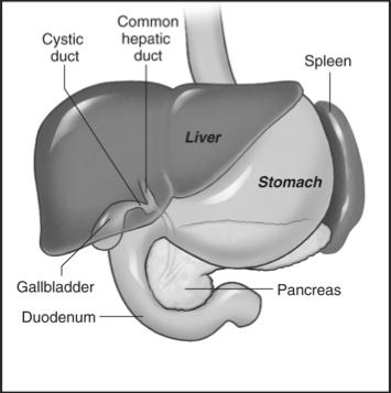 31 32 Accessory Organs Accessory Organs Consists of the: - Liver - Gallbladder - Pancreas Produce substances that aid digestion 33 34 Liver Liver Functions Largest internal organ Lies beneath