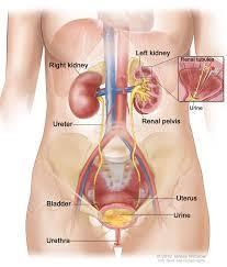 b) Kidneys, bladder, ureter, urethra, large