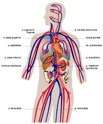 1. Circulatory System a) Move oxygen, nutrients,