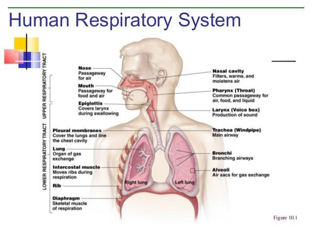 2.Respiratory System a) Exchanges oxygen (in) and carbon dioxide (out) with the