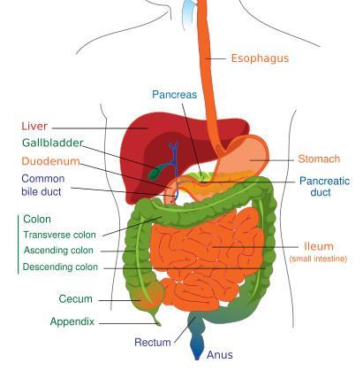 3. Digestive System a) Break down food and absorb nutrients for transport in the blood for use by the body for energy, growth, and