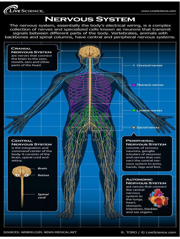 4. Nervous System a) Control and communication.