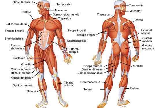 5. Muscular System a) Movement! This system is about moving things from the blood within to the entire organism.