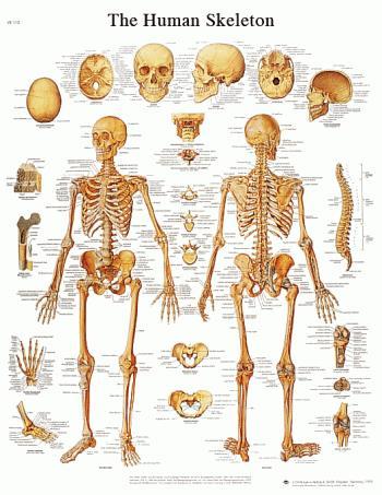 6. Skeletal System a) Support and protection!