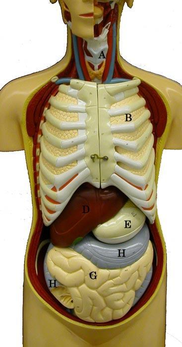 Major Body Organs Know the following organs on the torso model: A.