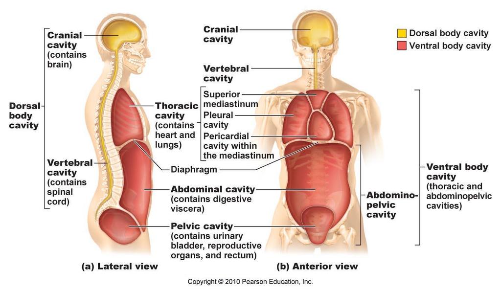 The diagram below lists the organs housed within the body cavities.