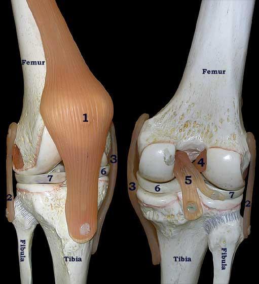 Skeletal System Know the parts of the Skeletal System (listed below the picture) on the knee joint model in lab. A.