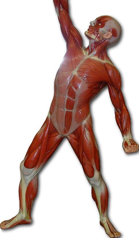 Muscular System Know the parts of the Muscular System (listed below the picture) on the