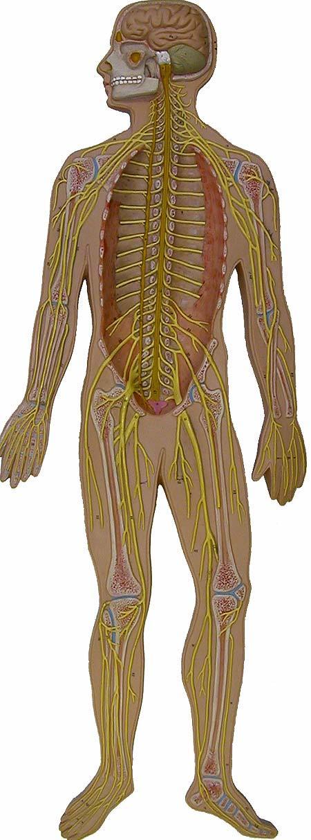 Nervous System Know the parts of the Nervous System (listed below the picture) on the nerve man model in the lab. A.
