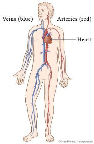 Cardiovascular System Know the organs of the Cardiovascular System (listed below the picture) on the heart