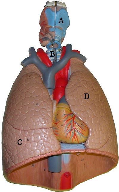 Respiratory System Know the parts of the Respiratory System (listed below the picture) on the respiratory
