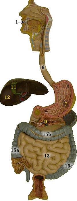 Digestive System Know the parts of the Digestive System (listed below the picture) on the digestive system model in the lab. 1. Teeth 12.