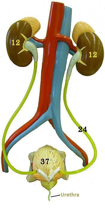 Urinary System Know the parts of the Urinary System (listed below the picture) on the