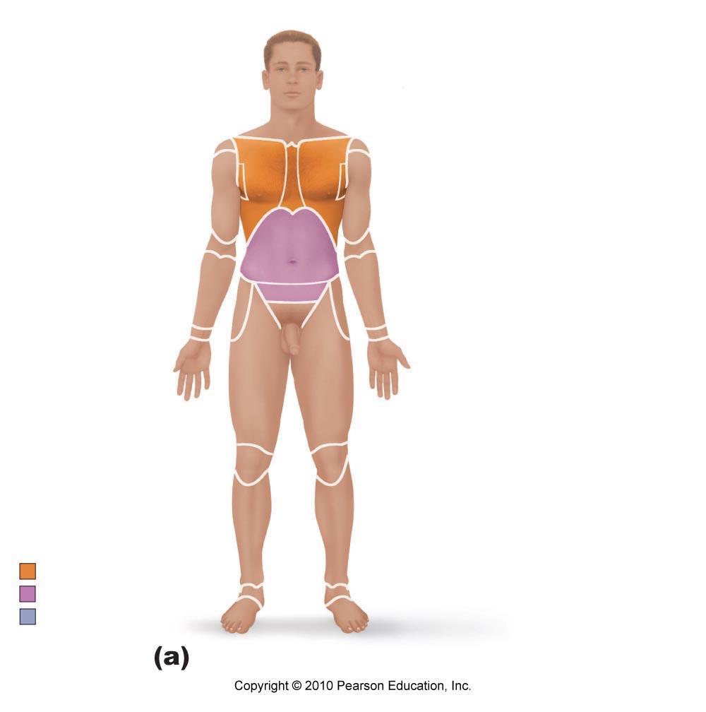 Body Organization Anatomical Position In Human Anatomy & Physiology, we refer to the body parts in relation to a person