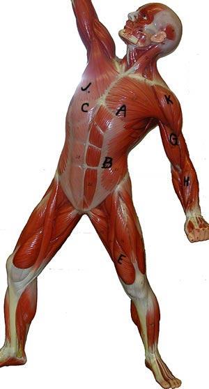 Directional Terminology When comparing the location of one body part to another, we use directional terms.