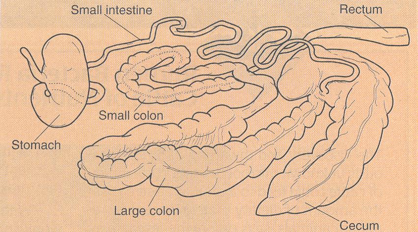 Digestive System Modified Monogastric