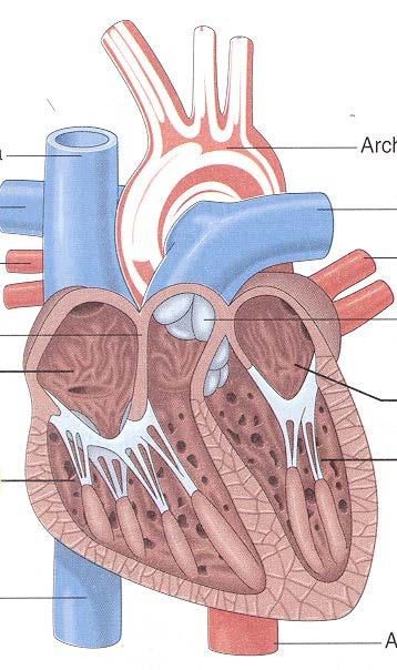 Circulatory System Four Chambers Right Atrium Receives blood into heart from body, from veins Right Ventricle Pumps