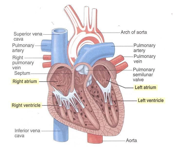 Veins Lungs Right Atrium Right