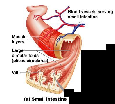Villi of the Small Intestine