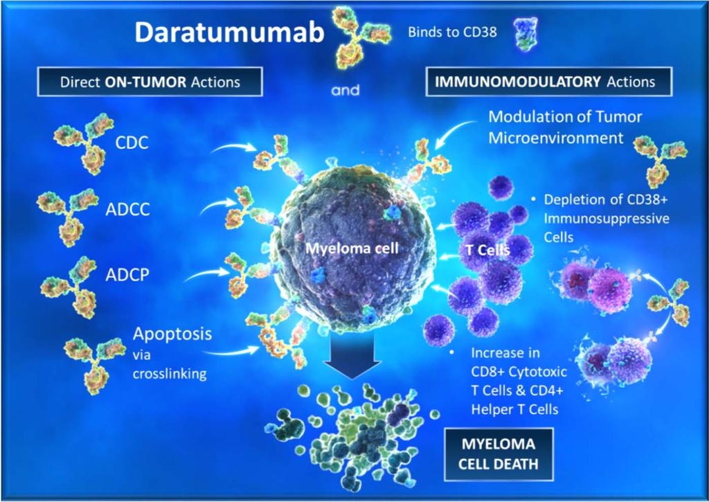 Daratumumab Daratumumab Human monoclonal antibody that targets CD38 Direct on-tumor and immunomodulatory mechanisms of action 1-5 Daratumumab is approved by the FDA as monotherapy and in combination