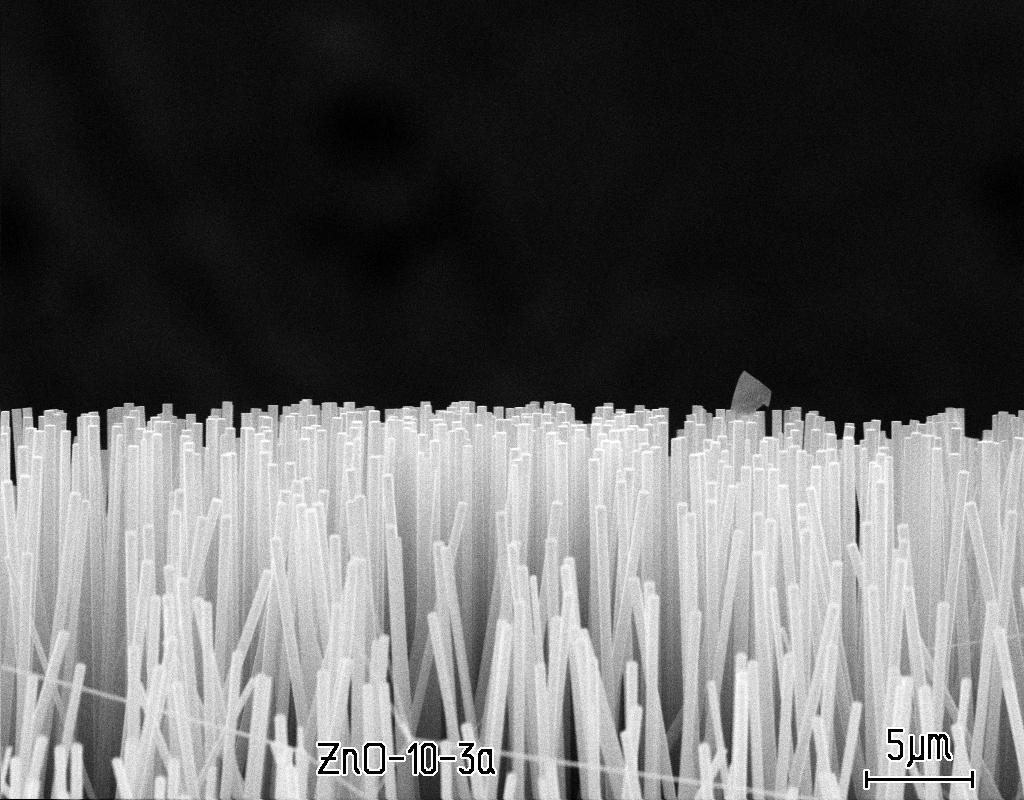 Fig.2 SEM images of ZnO nanorods from