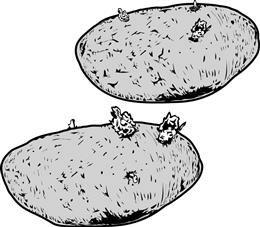 8. Potatoes reproduce by growing sprouts on their surfaces as shown. When planted, these sprouts grow into new plants. This is an example of A. seed production. B. fertilization. C. pollination. D.