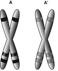 21. A diagram of a homologous pair of rabbit chromosomes is shown. Homologous pairs of chromosomes code for the same traits and look alike.
