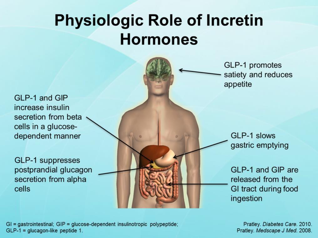 The incretin hormones glucagon-like peptide 1 (GLP-1) and glucose-dependent insulinotropic polypeptide (GIP) are produced by specialized endocrine cells, called enteroendocrine cells, in the