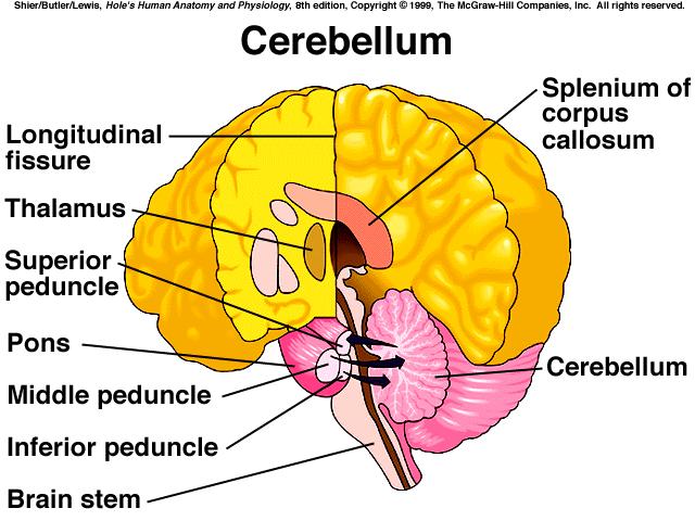 the cerebellum *functions primarily