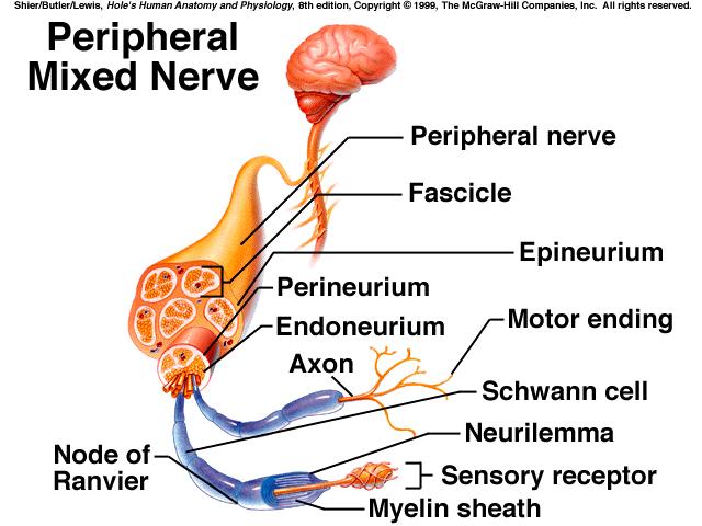 VI. Peripheral Nervous System The peripheral