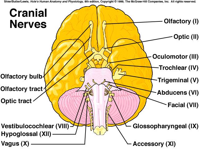 and spinal nerves that arise from the