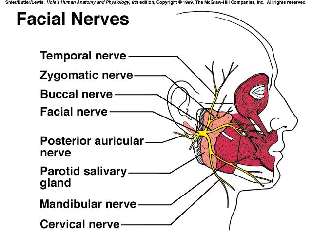 nervous system that oversees voluntary