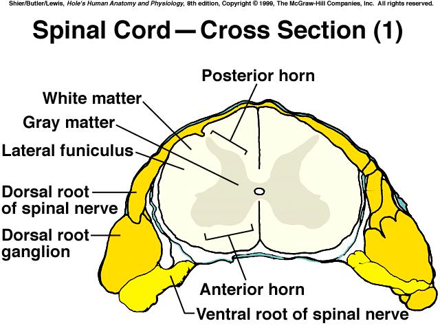 Structure of the Spinal Cord *31 segments, each gives rise to a pair of spinal nerves that branch to reach the central nervous system *cervical enlargement supplies nerves to the upper limbs *lumbar
