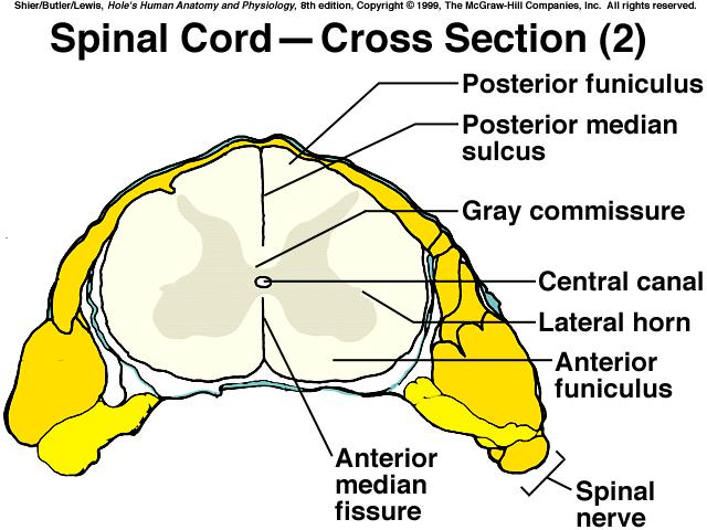 C. Functions of the Spinal Cord 2 major functions: #1 conduit for nerve impulses to & from the brain #2 center for