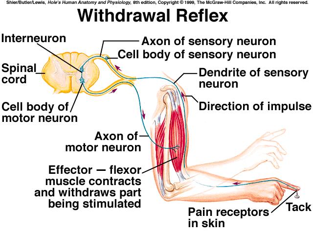 Reflex Behavior *reflexes are automatic, subconscious responses to changes *they help maintain homeostasis (ie.