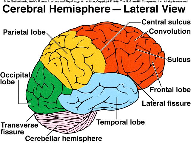 the cerebral hemisphere: frontal, parietal, temporal, occipital, & insula *cerebral cortex thin layer of gray