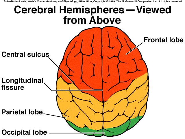 cerebrum The lobes of the cerebral hemispheres are named after the skull bones that they underlie. (5 lobes) 1.